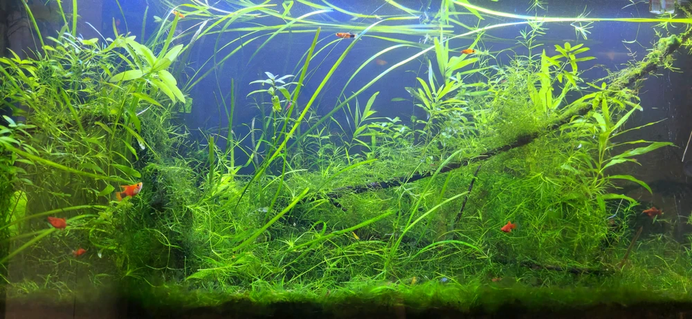 GIF uploaded by Max Drew / Raman