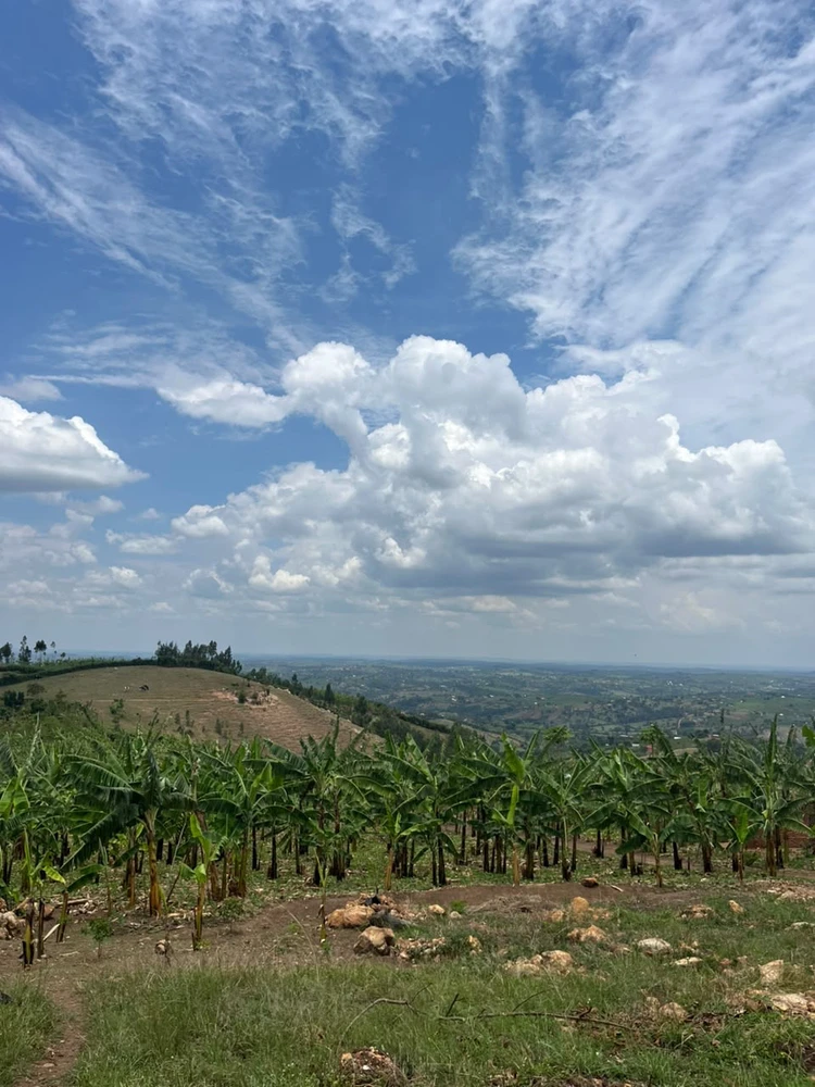 Image uploaded by Pauline kyambadde