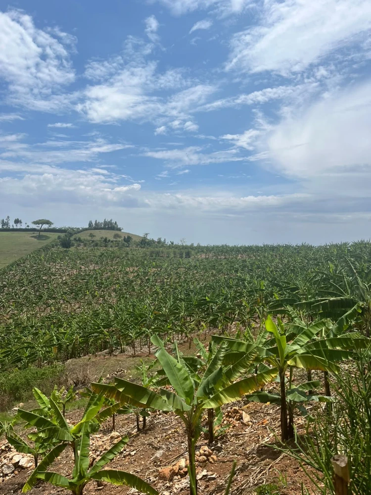 Image uploaded by Pauline kyambadde