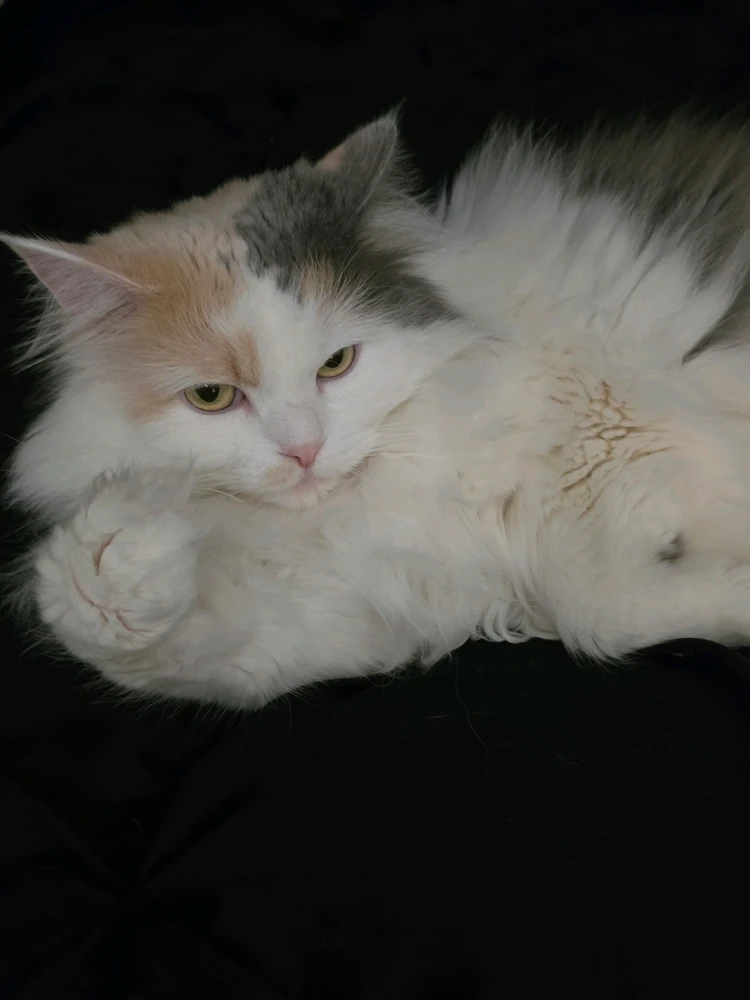 GIF uploaded by Allen