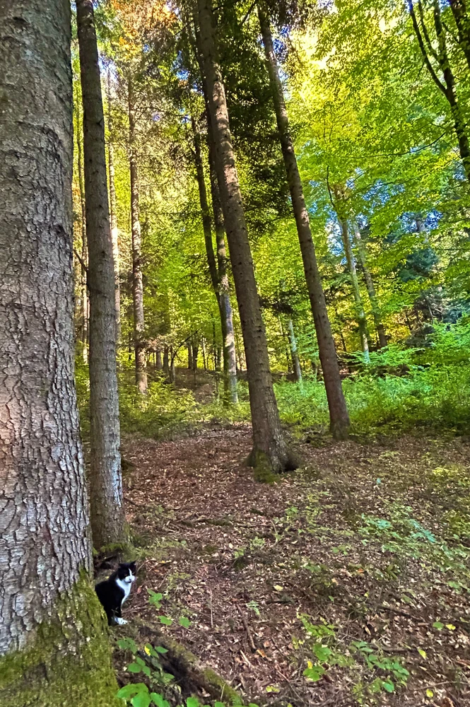 GIF uploaded by Edi