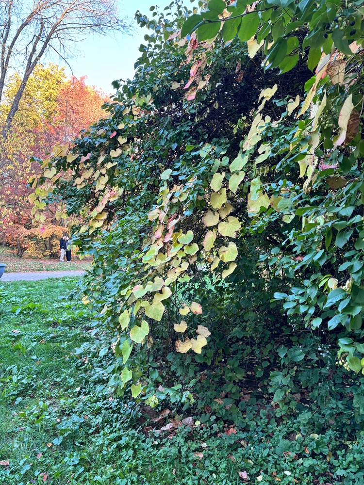 Image uploaded by Olya