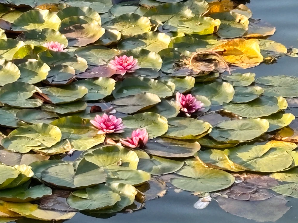 Image uploaded by Olya