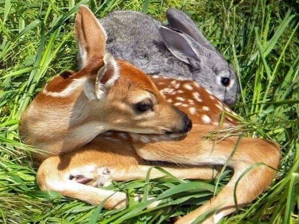 Выява загружана ꨄ𝐃ꨄ