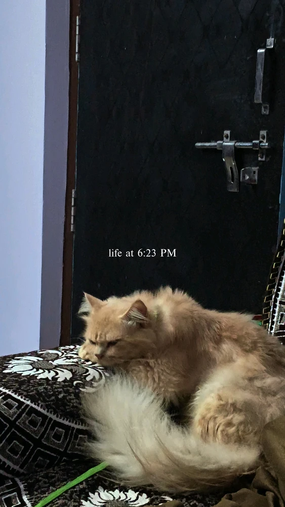 GIF e kentsoeng ke Ronnie