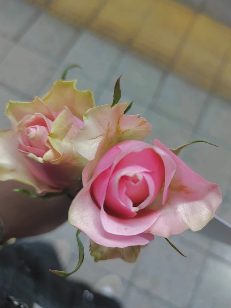 Image uploaded by Chera