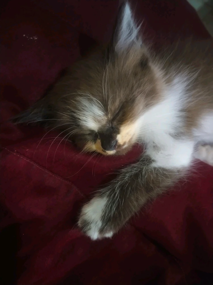 GIF ανέβηκε από Cici Cuit