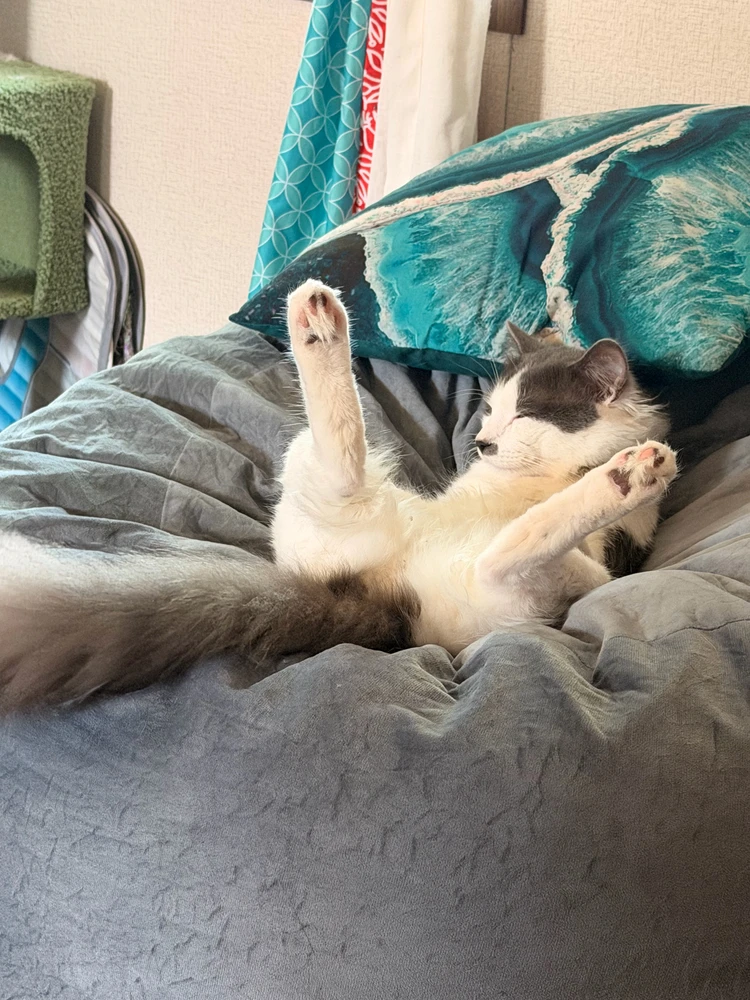 GIF uploaded by Trisha