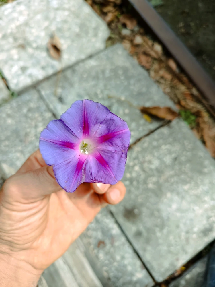 GIF yaikidwa ndi Zuri