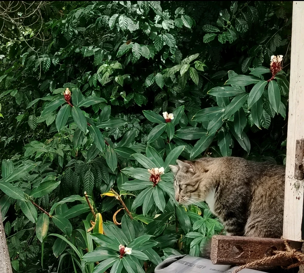 GIF uploaded by Bubu