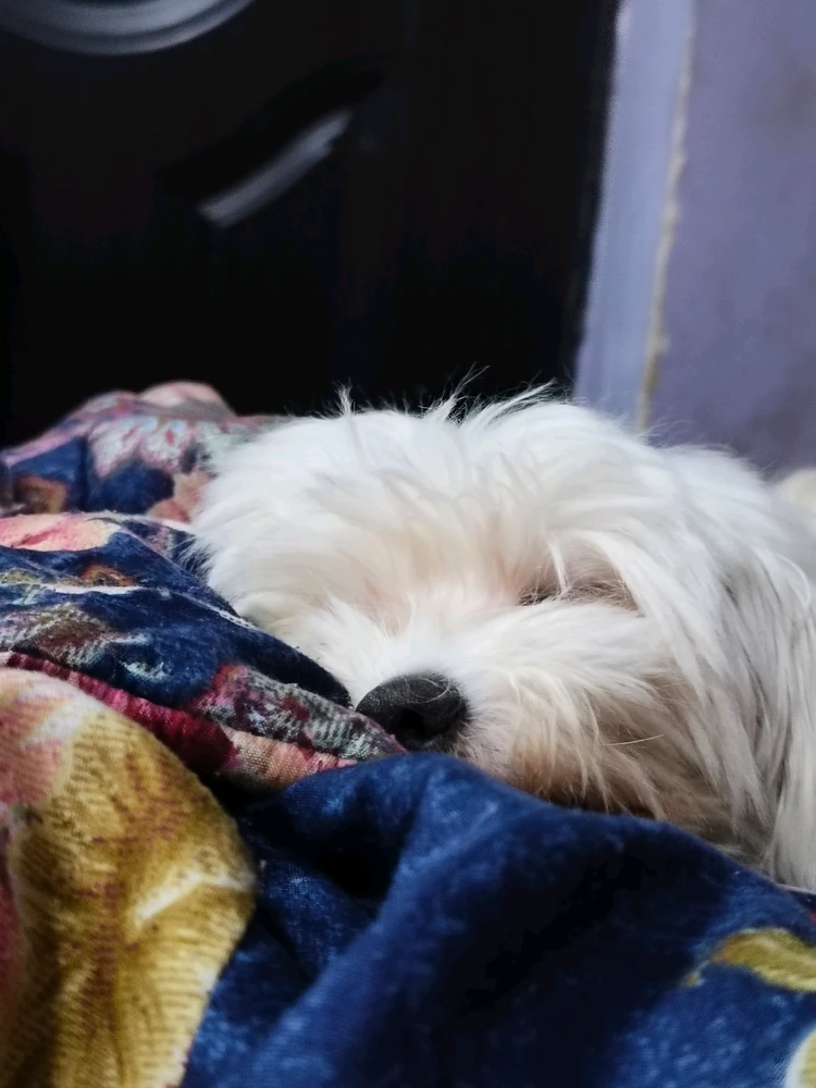 GIF eropgeluede vum Ashe