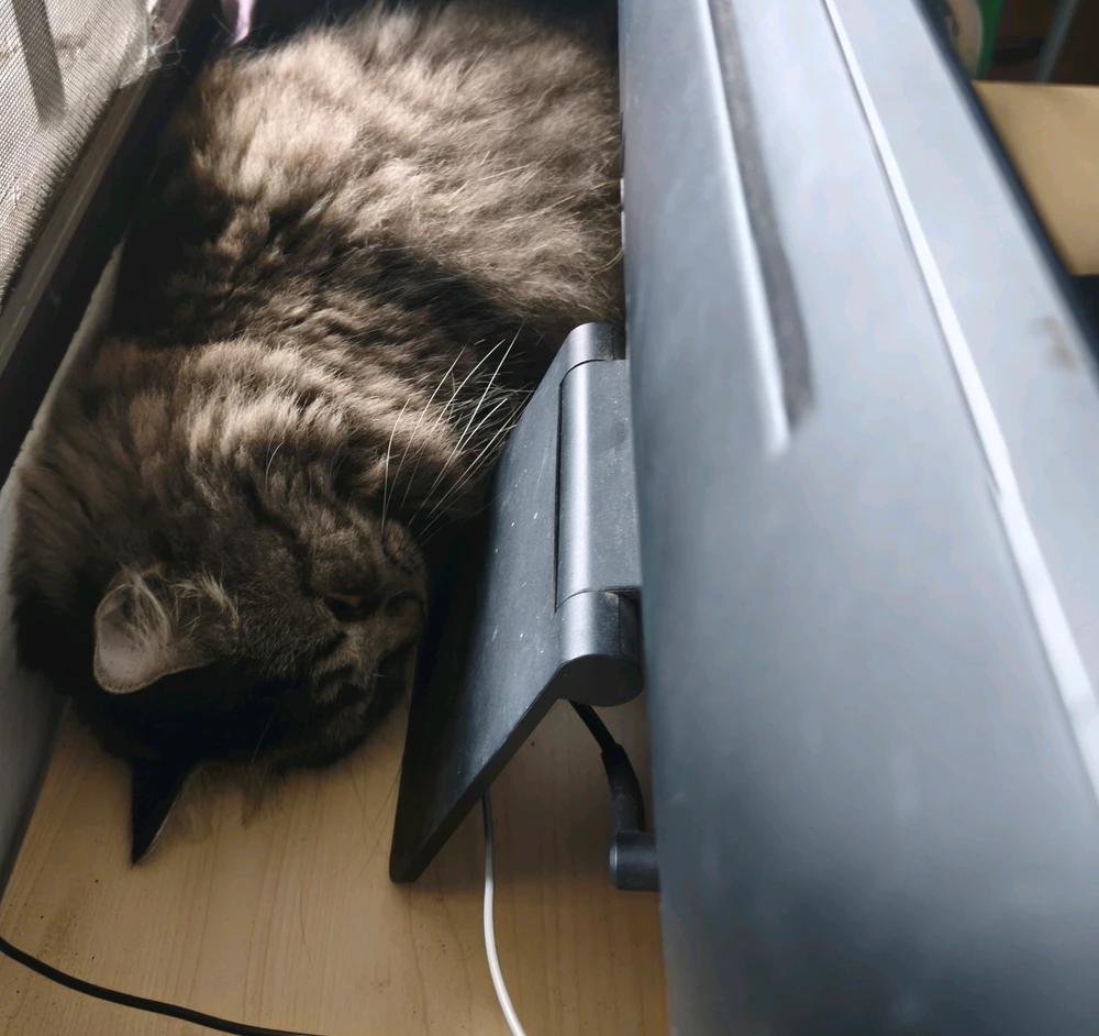 GIF uploaded by Kan Bunny(⁠ ⁠ꈍ⁠ᴗ⁠ꈍ⁠)カンイヤー