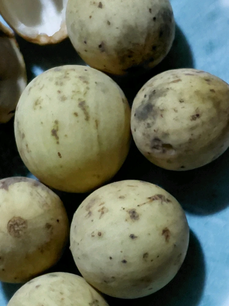 Normz আপলোড করেছে