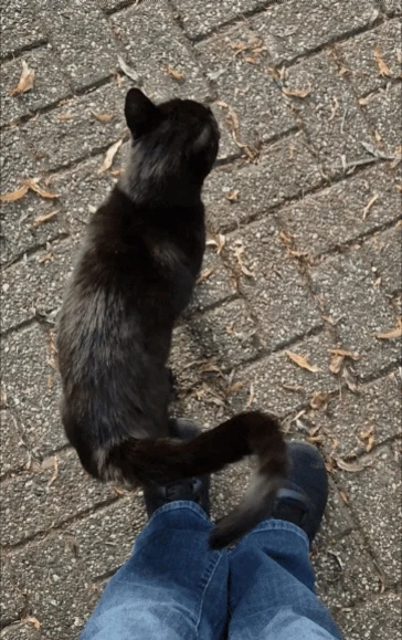 GIF nke Julia bugoro