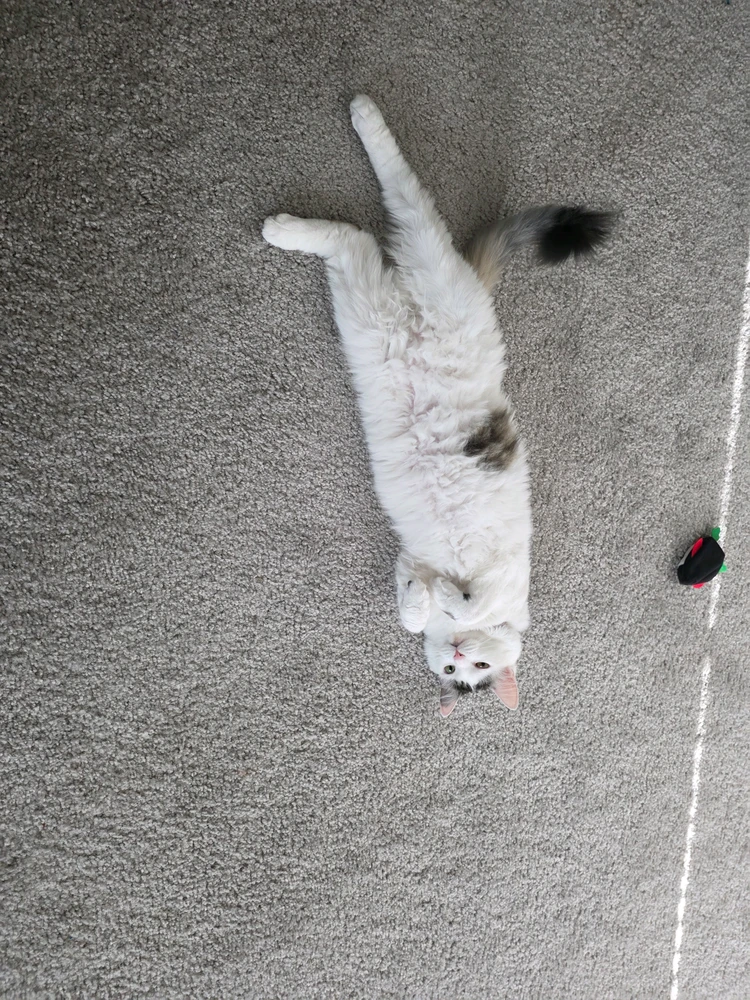 GIF uploaded by Ty