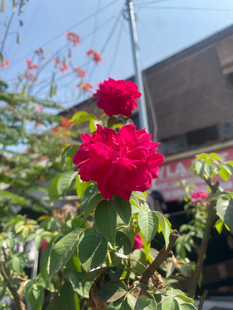 zia দ্বাৰা আপলোড কৰা ছবি