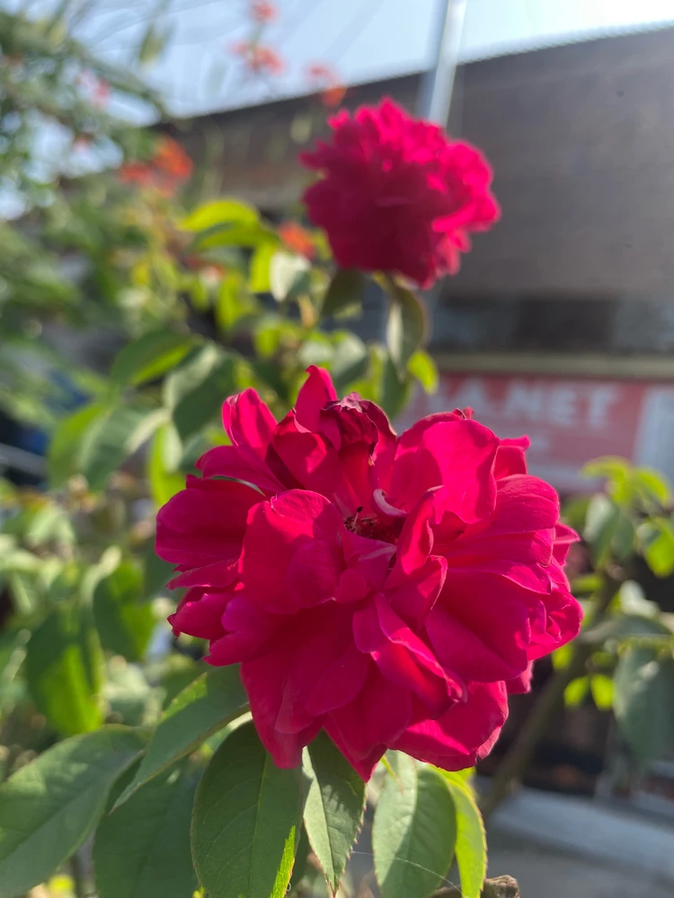zia দ্বাৰা আপলোড কৰা ছবি