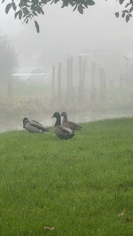 Sliku je učitao/la Gerjanneke