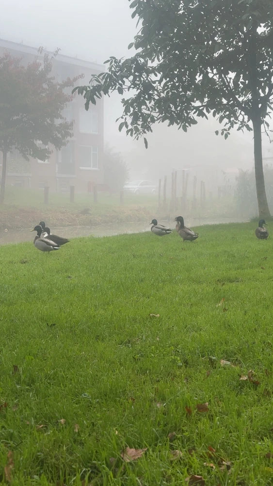 Sliku je učitao/la Gerjanneke