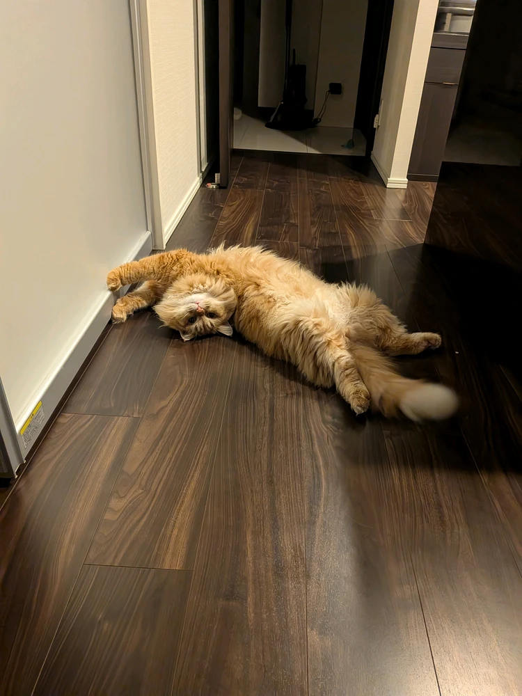 GIF uploadet af Murphy