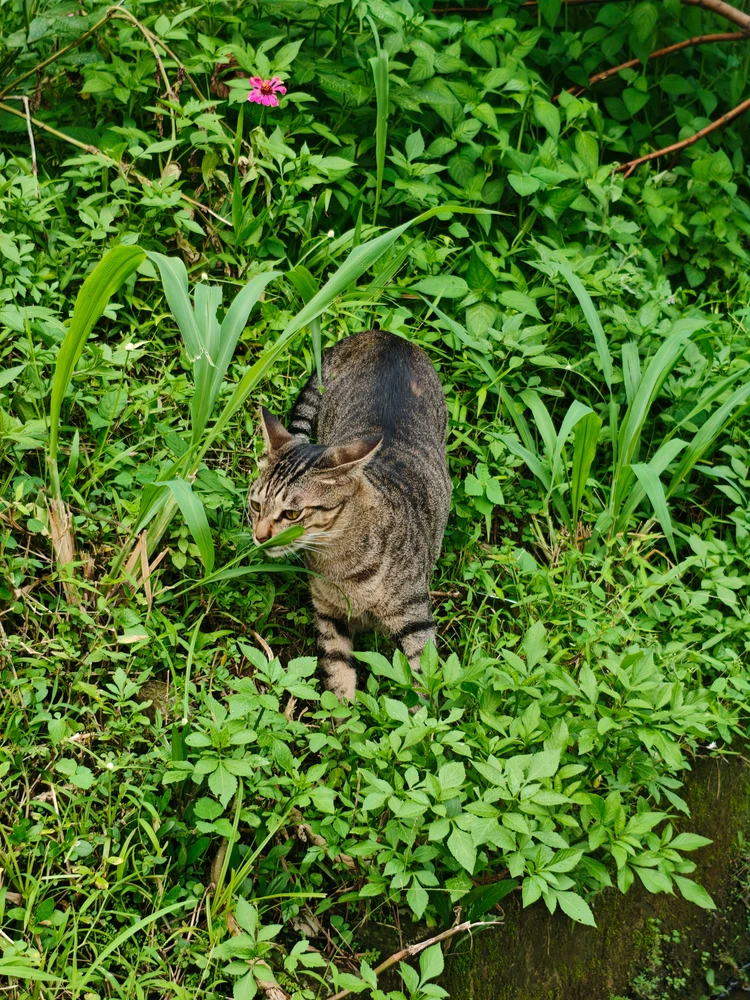 GIF yaikidwa ndi Zulfa
