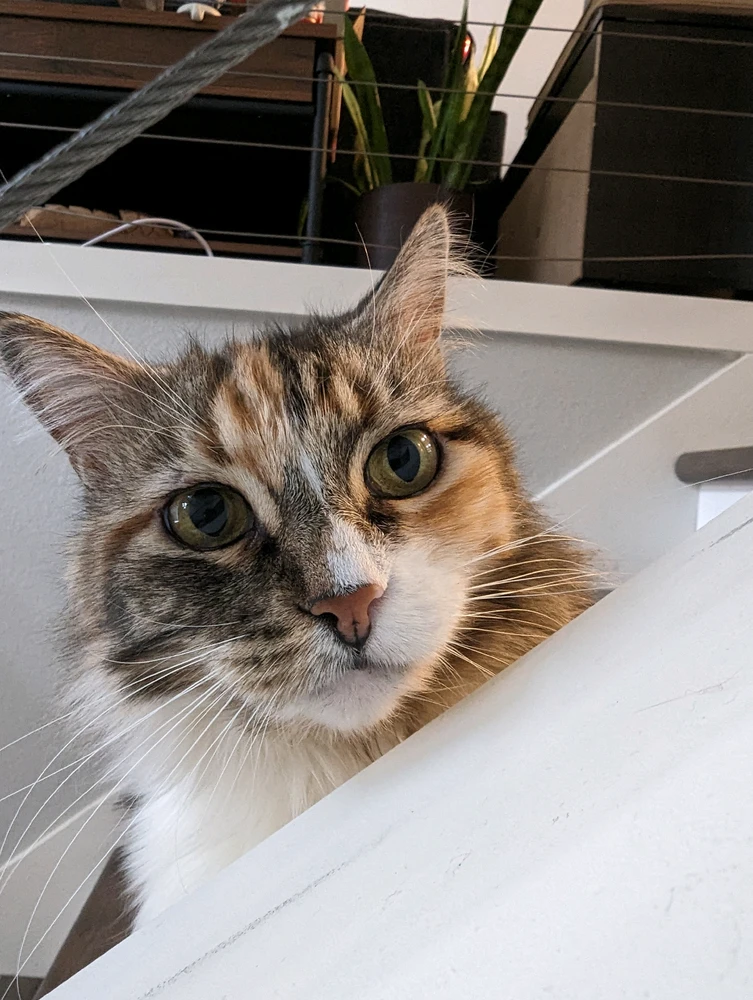 Качено от Leo