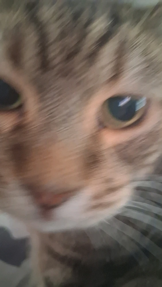GIF uploaded by Kitty