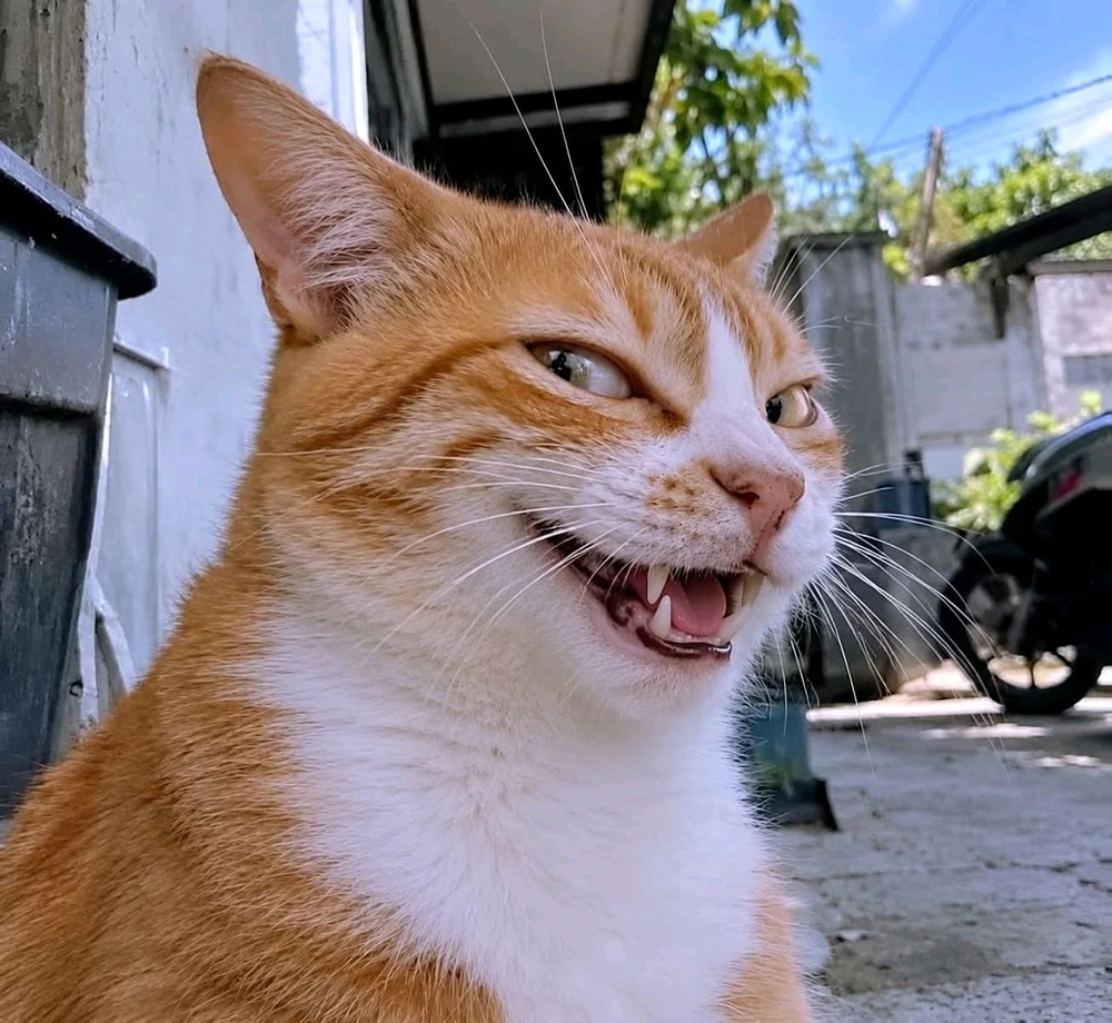 GIF yaikidwa ndi Metaa