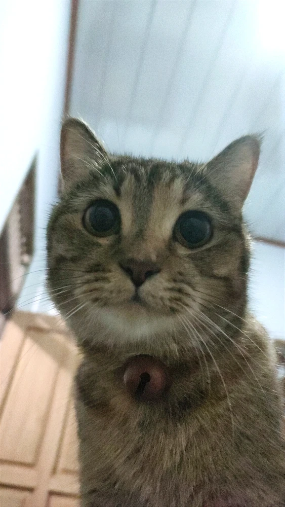 GIF yaikidwa ndi ꨄ𝐃ꨄ