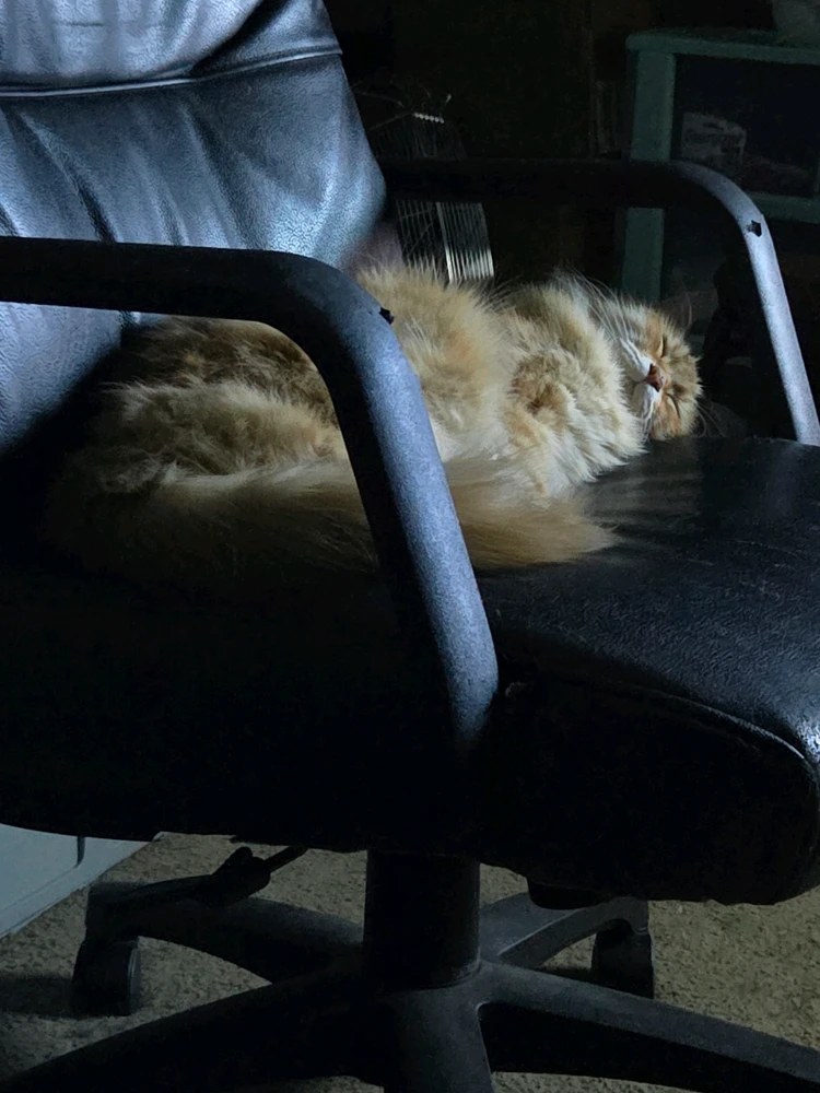 GIF uploaded by Conner