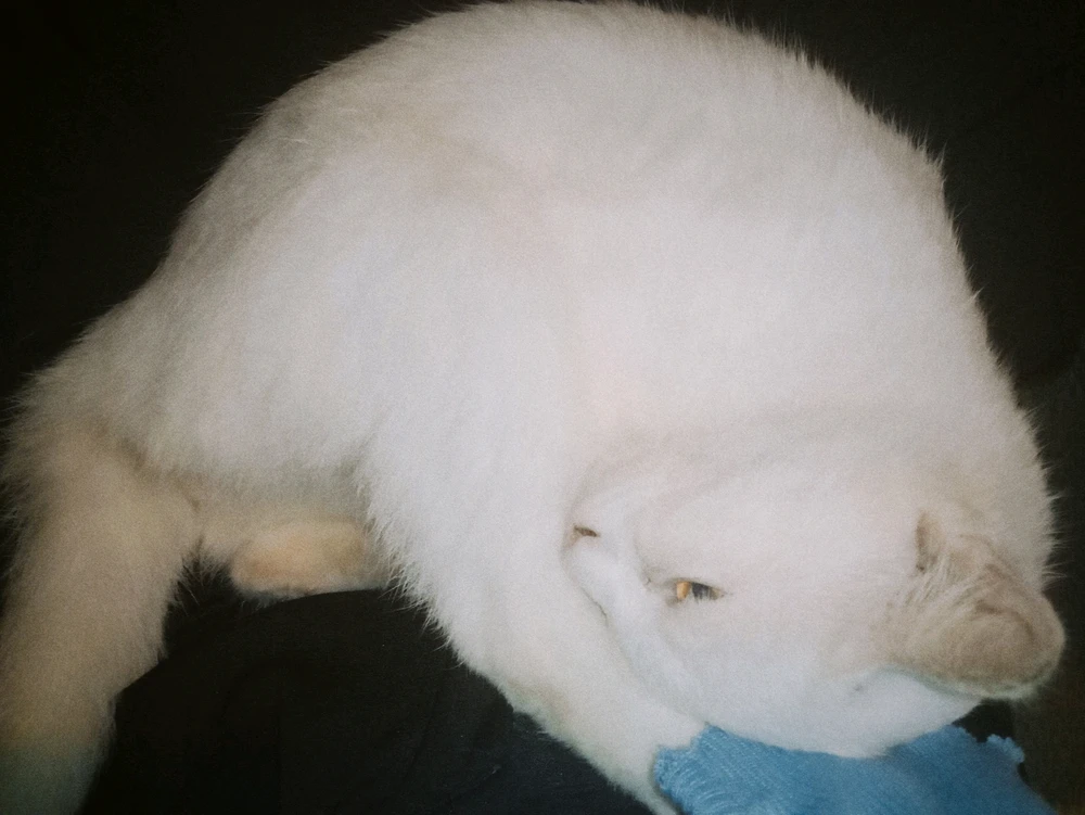 GIF uploaded by ara