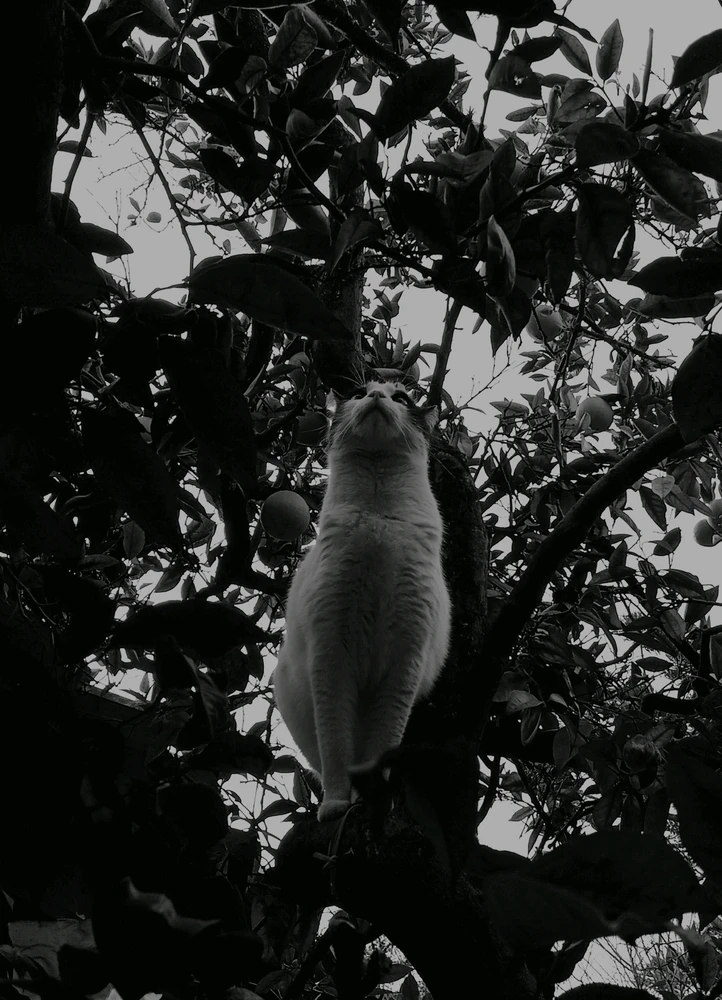 GIF uploaded by Jazmín