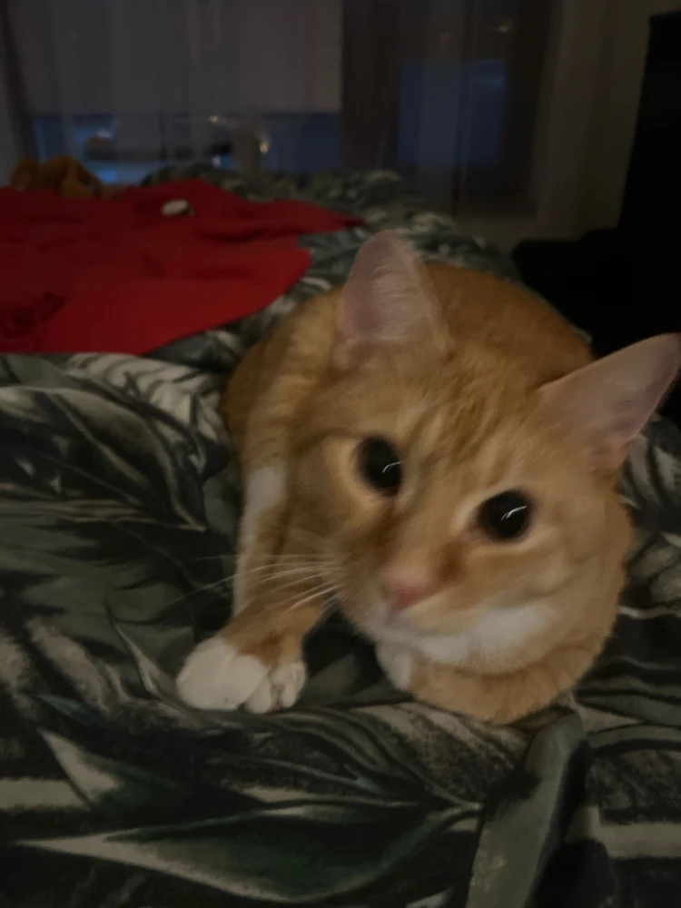 GIF uploaded by Ombi