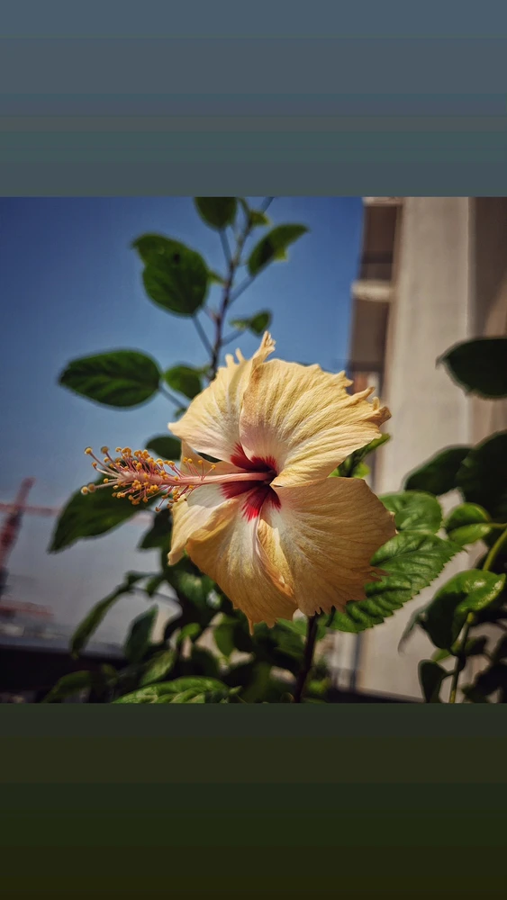 Image uploaded by Max Drew / Raman