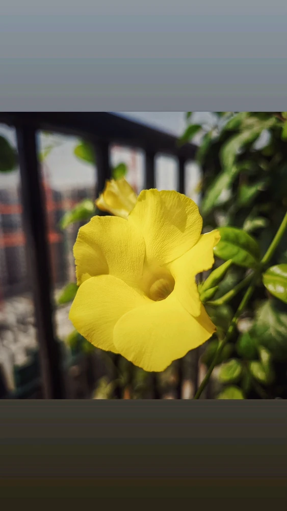 Image uploaded by Max Drew / Raman