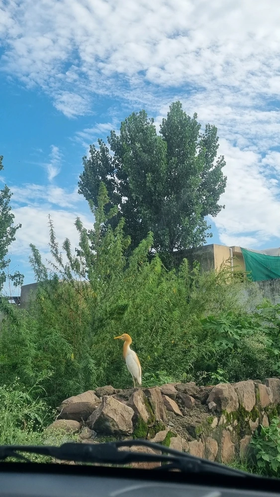 GIF uploaded by Adeel Habib
