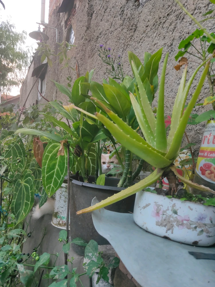 Image uploaded by taan