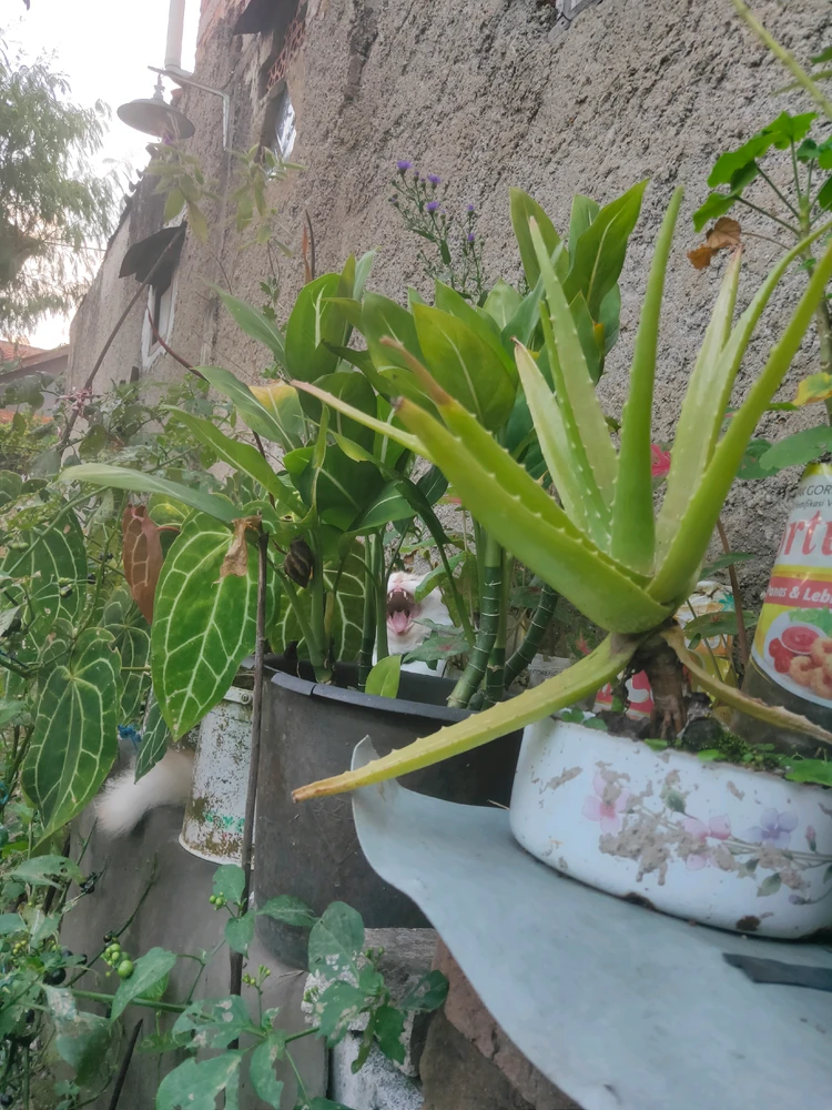 Image uploaded by taan