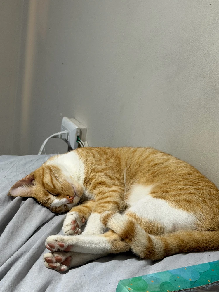 GIF uploaded by Priscilla