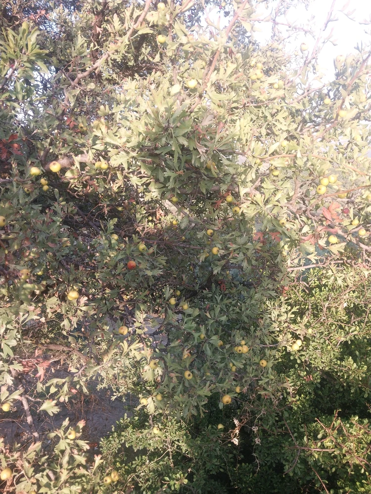تصویر Burak کی طرف سے اپ لوڈ کی گئی
