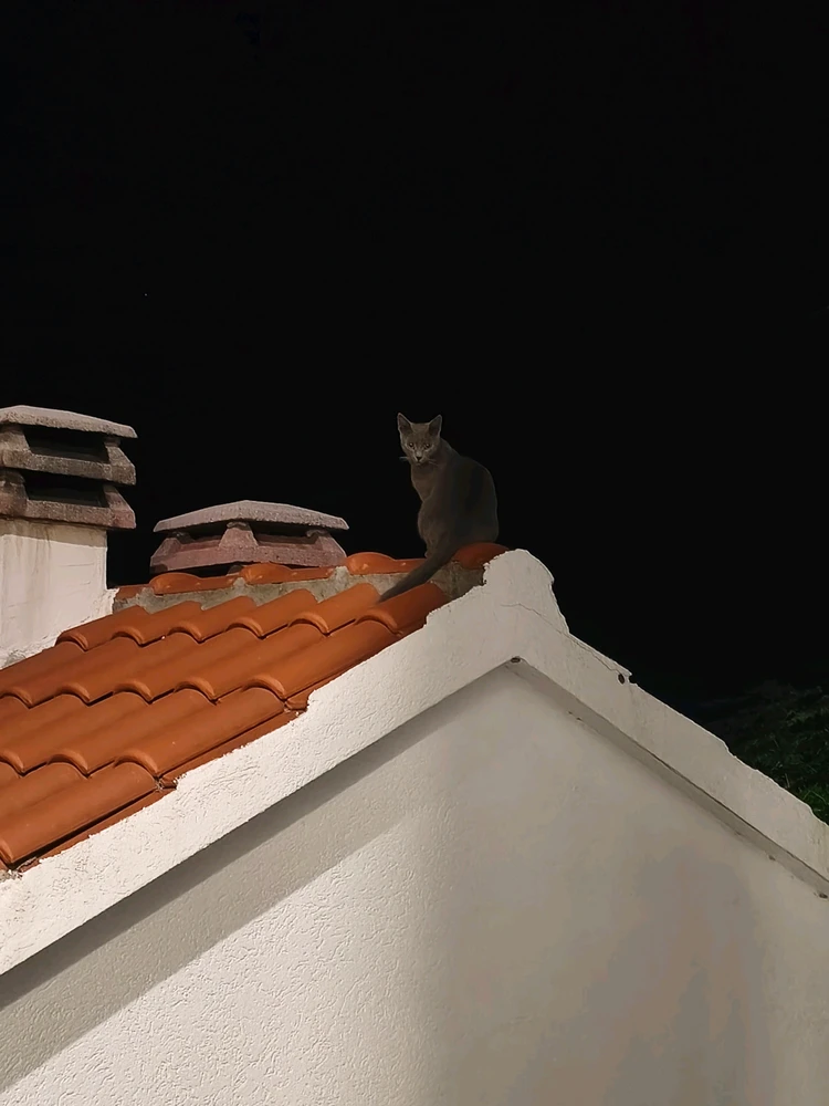 GIF uploaded by SparkInTheSky