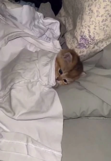 GIF augšupielādēja Dwi