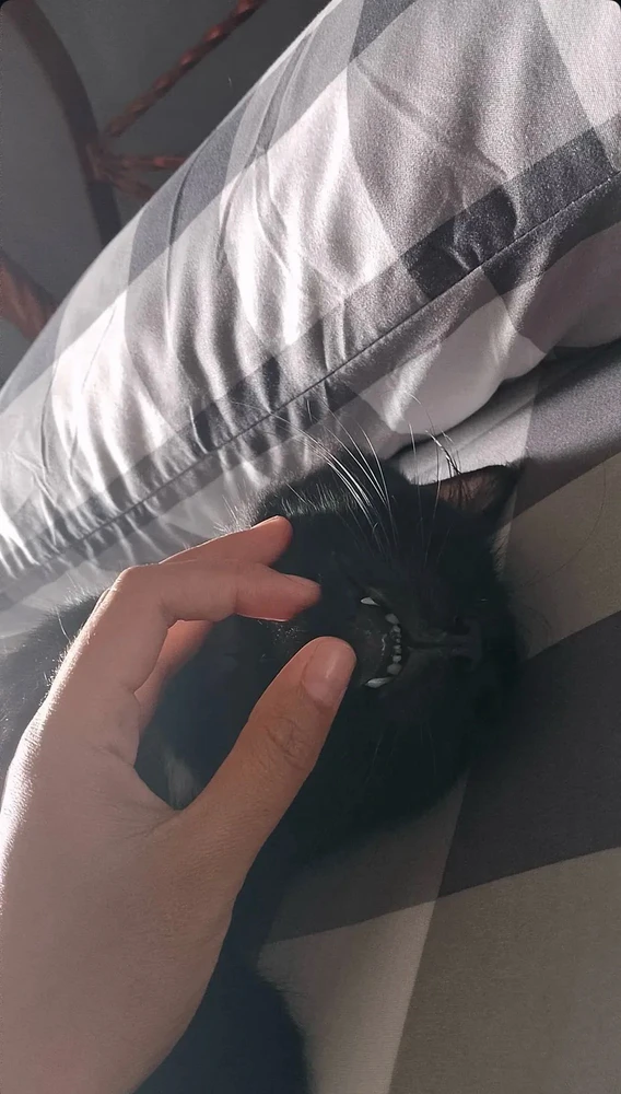 由cip上传的图片