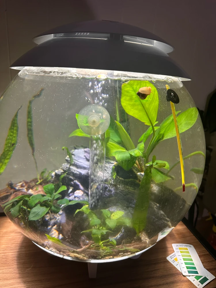The Ceramic Diatrict - yes my Aquarium had a name 