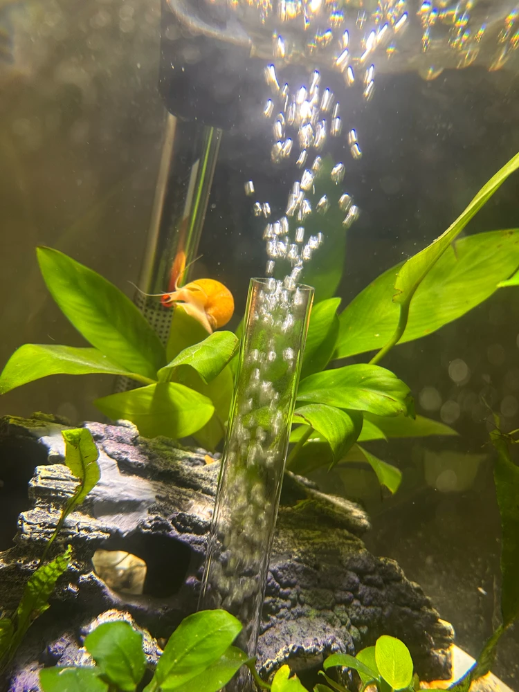 Sol on his adventure 