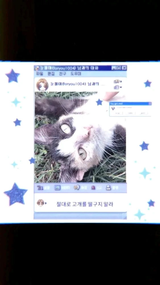 Cat cute cat