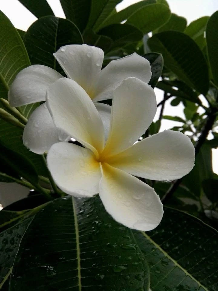 GIF uploaded by Lumiara