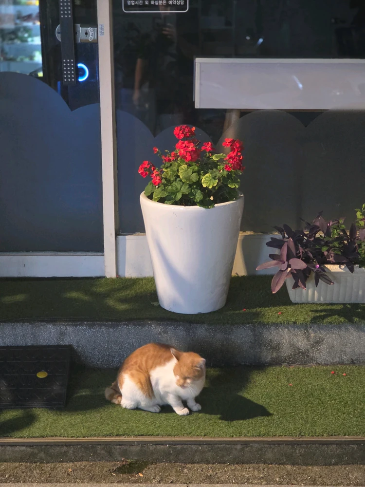 GIF uploaded by 포도가살찌면포동포동