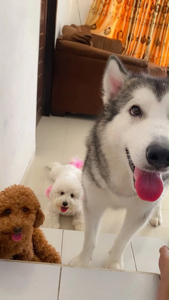 GIF uploaded by Bibins