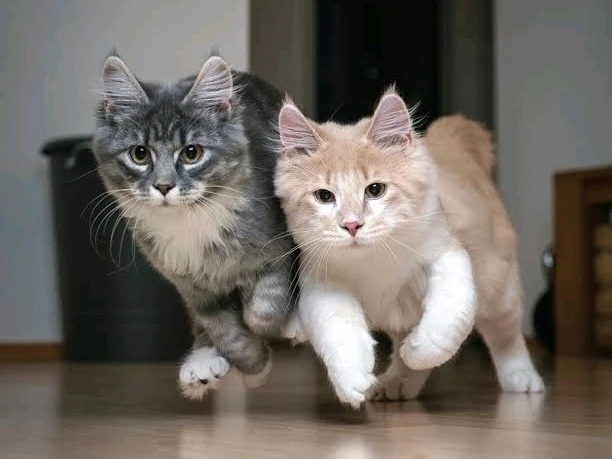 Image uploaded by ꨄ𝐃ꨄ
